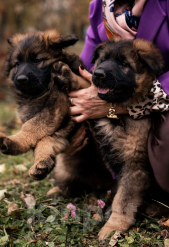 Собаки в Орле: Герда Девочка, Бесплатно - фото 2