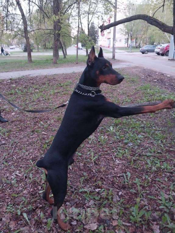 Собаки в Санкт-Петербурге: Готовятся к продаже породные щенки добермана Мальчик, Бесплатно - фото 2