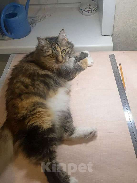 Кошки в Москве: Домашняя трехцветная кошечка Дэлька в добрые руки Девочка, 10 руб. - фото 7