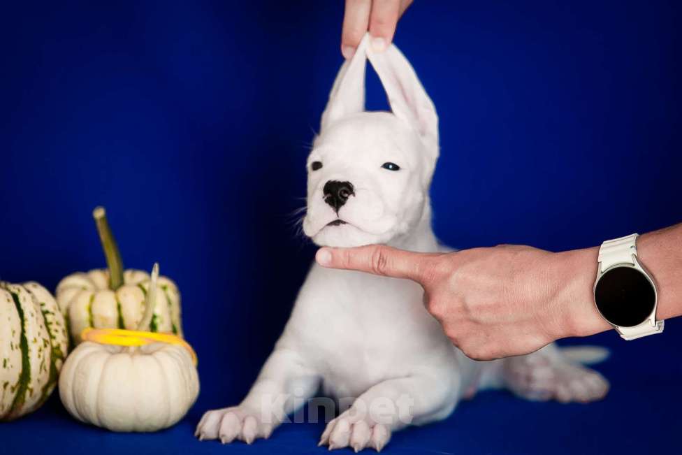 Собаки в Челябинске: Аргентинский дог щенки Мальчик, Бесплатно - фото 7