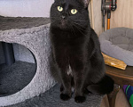 Кошки в Москве: Черный кот Ферми Мальчик, Бесплатно - фото 4