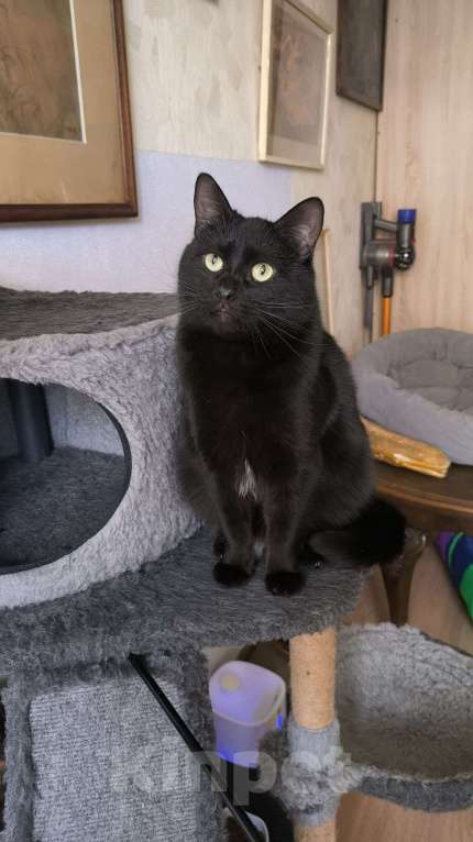 Кошки в Москве: Черный кот Ферми Мальчик, Бесплатно - фото 4