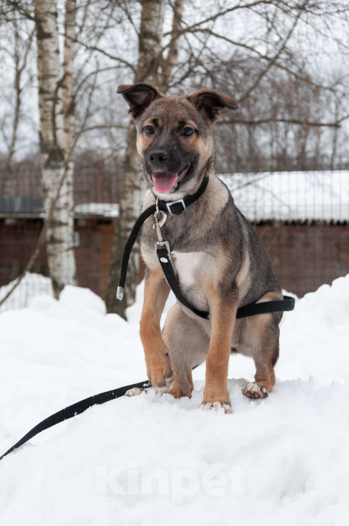 Собаки в Ногинске: Ищем дом для Ванессы — очаровательной 4х-месячной девочки, полной жизни и любви. Девочка, Бесплатно - фото 7