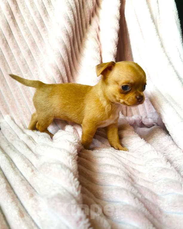 Собаки в Санкт-Петербурге: Щенки чихуахуа Девочка, 10 000 руб. - фото 5