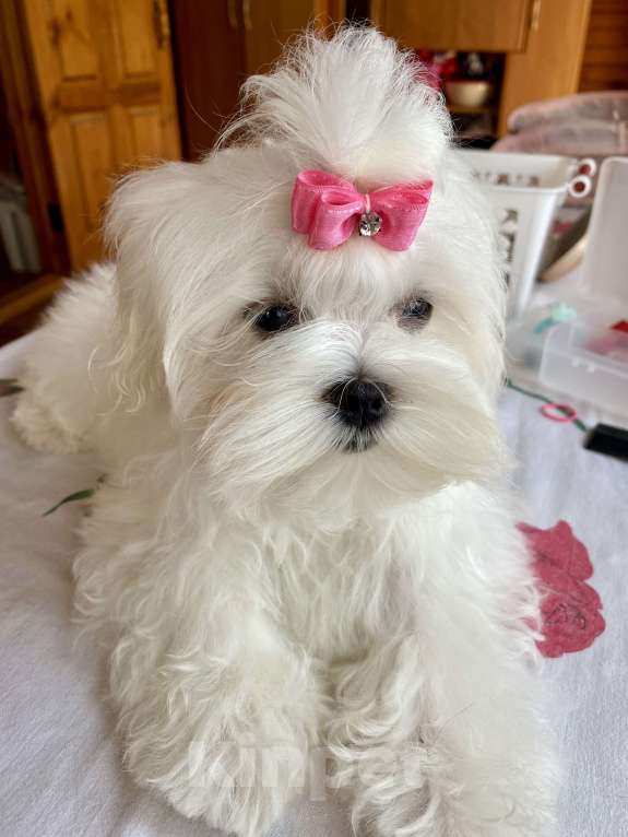 Собаки в Москве: Подрощенная девочка Мальтийской болонки 6 месяцев  Девочка, 150 000 руб. - фото 3