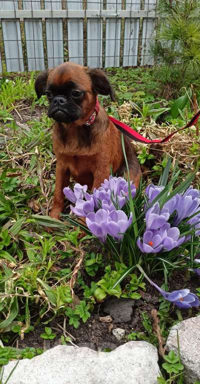 Собаки в Санкт-Петербурге: Подросток мальчик Мальчик, Бесплатно - фото 1