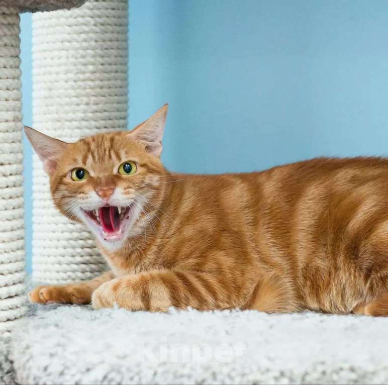 Кошки в Москве: Рыжий мраморный котик Гарфилд в поисках своей семьи Мальчик, Бесплатно - фото 3