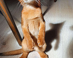 Кошки в Санкт-Петербурге: Абиссинские котята Мальчик, 40 000 руб. - фото 2