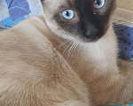Кошки в Химках: Вязка кошки, 1 000 руб. - фото 2