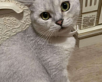 Кошки в Нытве: Кот на Вязку, 1 000 руб. - фото 2