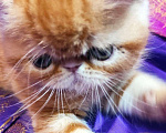Кошки в Омутнинске: Плюшки экзоты котята, 14 000 руб. - фото 10