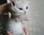 Кошки в Ульяновске: Котята рыжие с белым, мальчики девочки Девочка, 200 руб. - фото 5