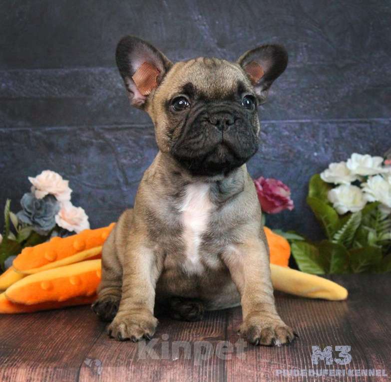 Собаки в других городах Воронежской области: Щенок французского бульдога Мальчик, 60 000 руб. - фото 3