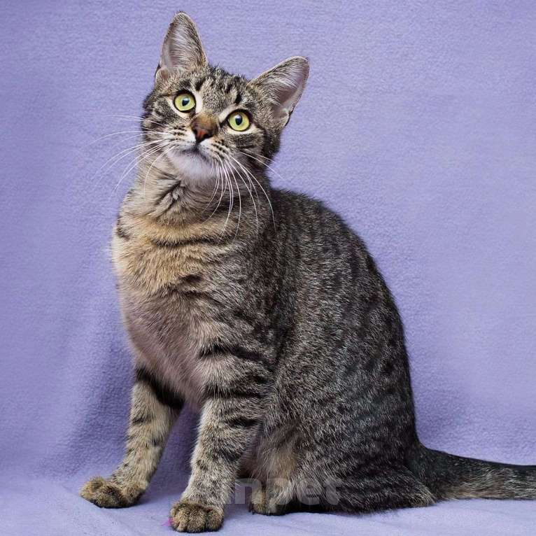 Кошки в Москве: Котенок Незабудка очень нуждается в доме Девочка, Бесплатно - фото 2