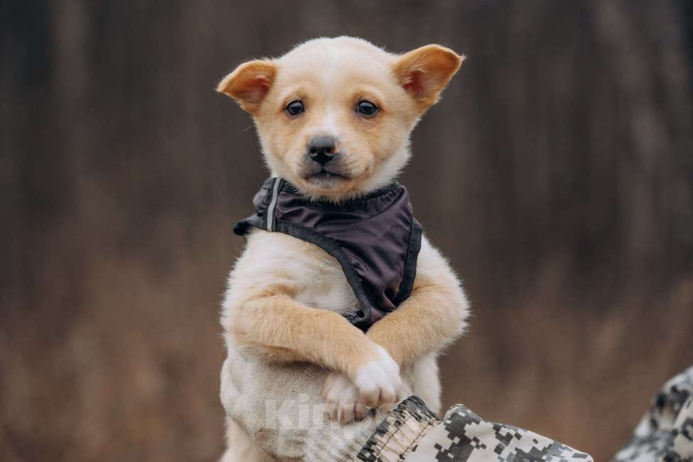 Собаки в Москве: Щенок в добрые руки Мальчик, Бесплатно - фото 2