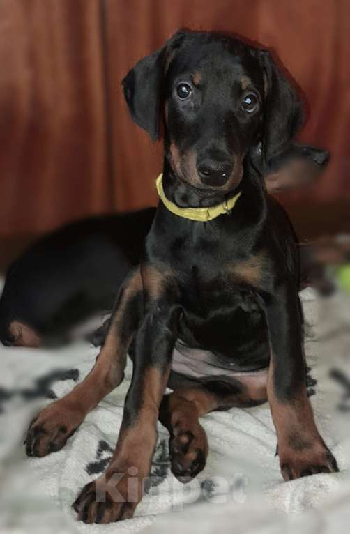 Собаки в Нижнем Новгороде: Щенки добермана  Девочка, 30 000 руб. - фото 2
