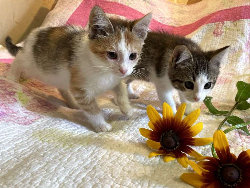 Кошки в Москве: Очаровательный котенок-девочка, 2 месяца Девочка, 1 000 руб. - фото 4