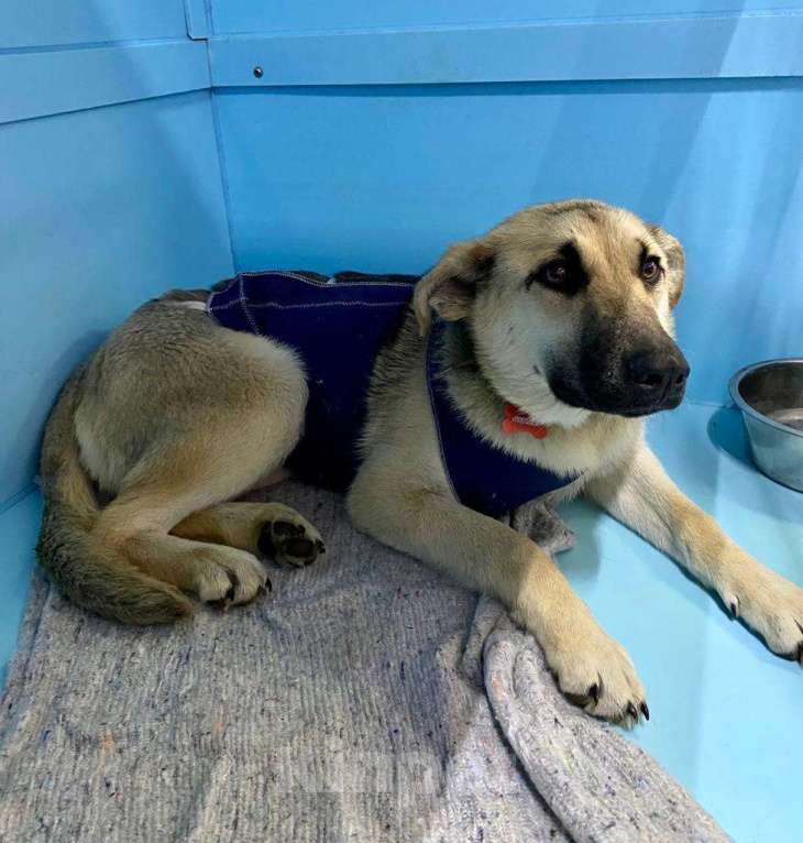 Собаки в Москве: Она покорно пойдет на улицу, но там ее убьет Девочка, Бесплатно - фото 2