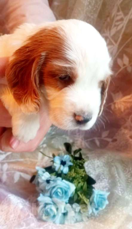 Собаки в Санкт-Петербурге: продается щенок русского охотничьего спаниеля Мальчик, 50 000 руб. - фото 2