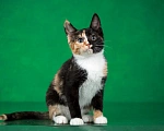 Кошки в Люберцах: Трехцветный котёнок по кличке Юка ищет свою семью. Девочка, 1 руб. - фото 5