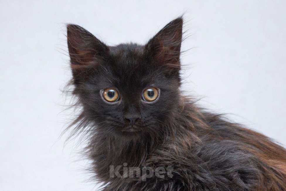 Кошки в Москве: Котёнок Гренка в добрые руки  Девочка, Бесплатно - фото 3