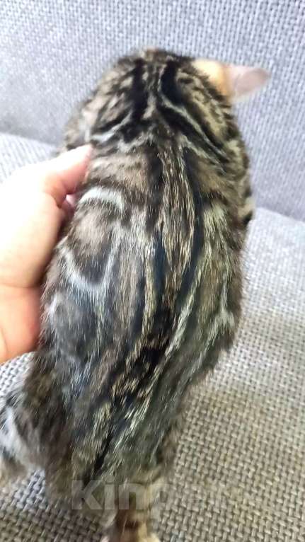 Кошки в Москве: Бенгальская девочка Девочка, 30 000 руб. - фото 2