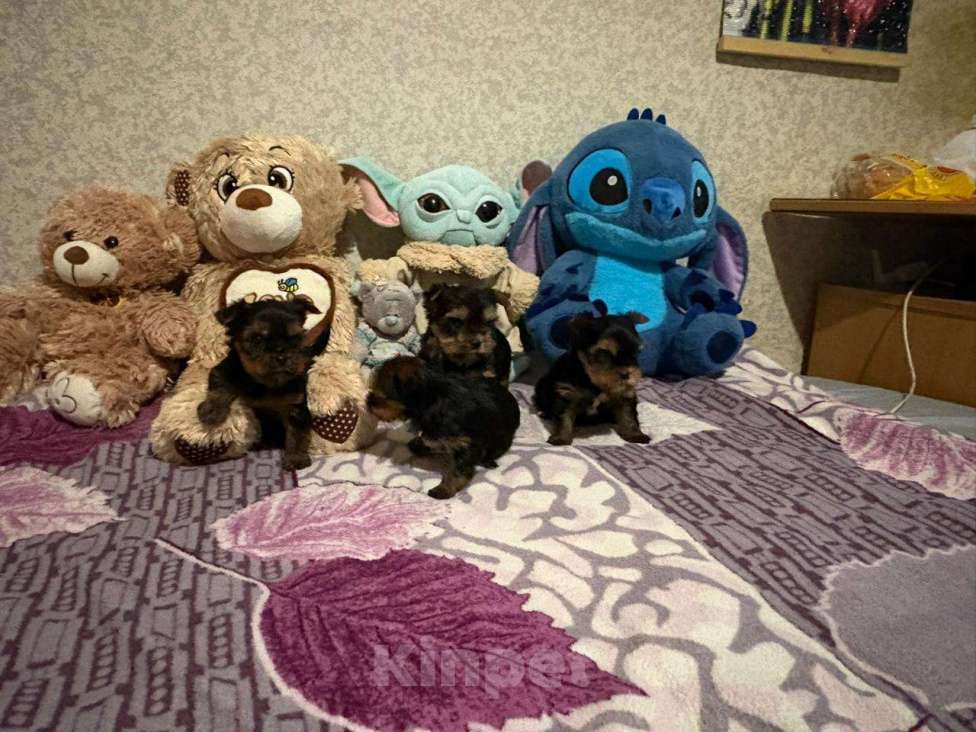 Собаки в Челябинске: Йоркширский терьер Мальчик, 23 000 руб. - фото 3