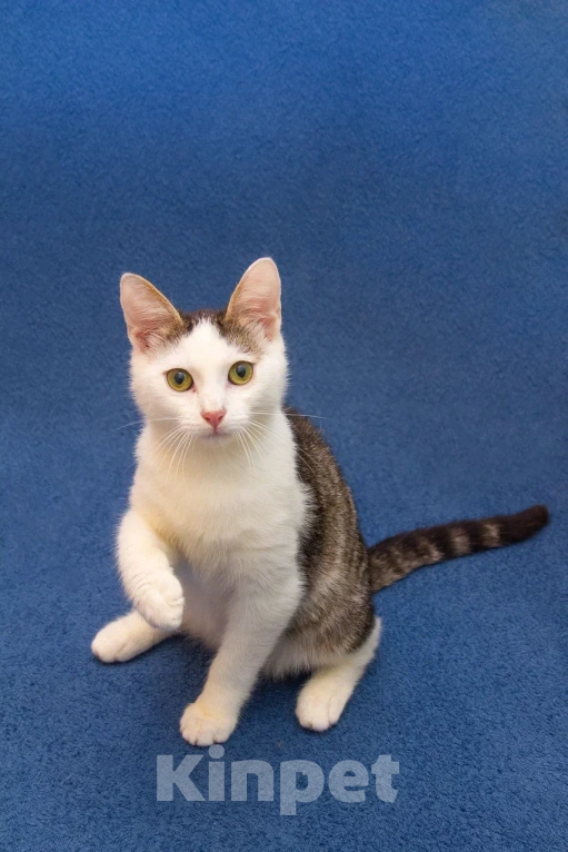 Кошки в Москве: Котенок мальчик в добрые руки Мальчик, 10 руб. - фото 6