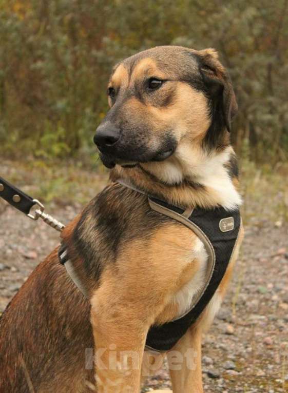 Собаки в Санкт-Петербурге: Рыжий весёлый красавчик Мальчик, Бесплатно - фото 2