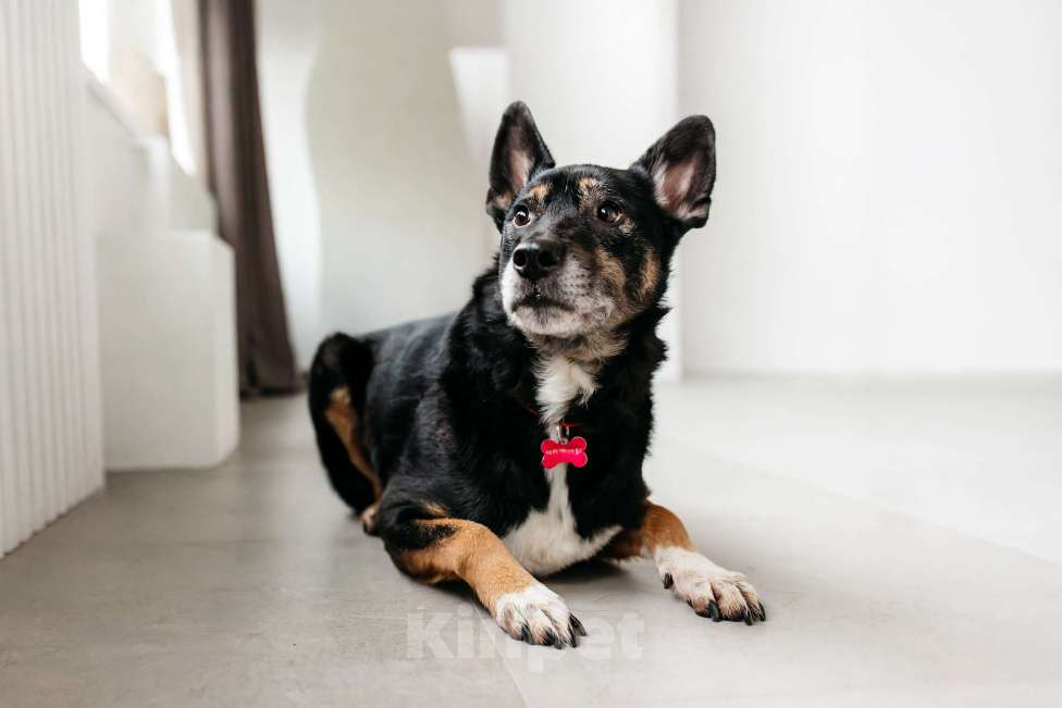 Собаки в Москве: Вега — нежная душа, которая всю свою жизнь провела в приюте Девочка, Бесплатно - фото 5