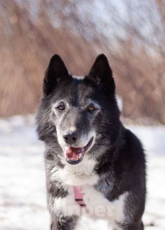 Собаки в Москве: Ласковая домашняя Лика мечтает вновь обрести семью Девочка, Бесплатно - фото 4