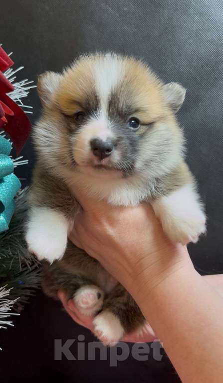 Собаки в Москве: Вельш корги пемброк очаровательный мальчик  Мальчик, 60 000 руб. - фото 2