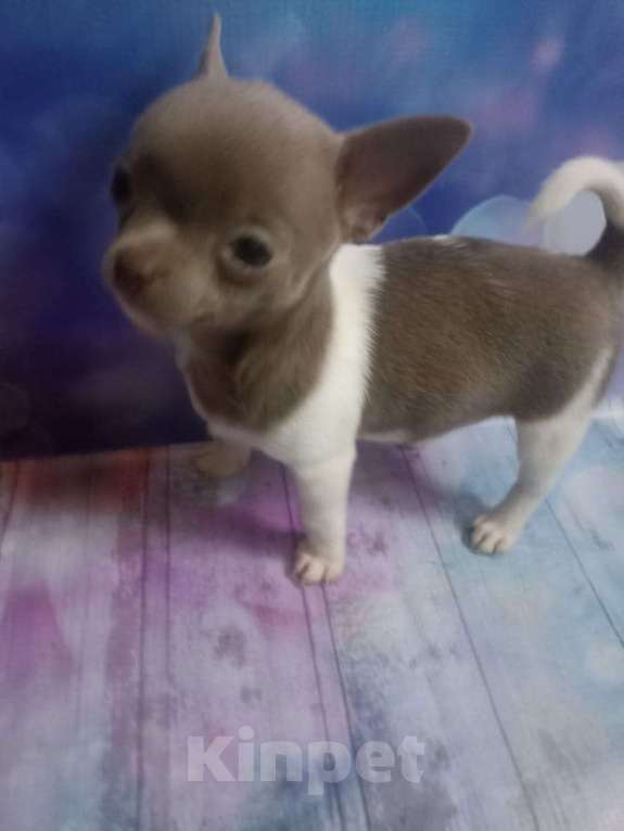 Собаки в Москве: Супер мальчик чихуа хуа Мальчик, 30 000 руб. - фото 3