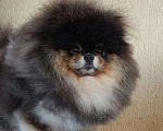 Собаки в Калининграде: Померанский шпиц,щенок Девочка, 30 000 руб. - фото 10