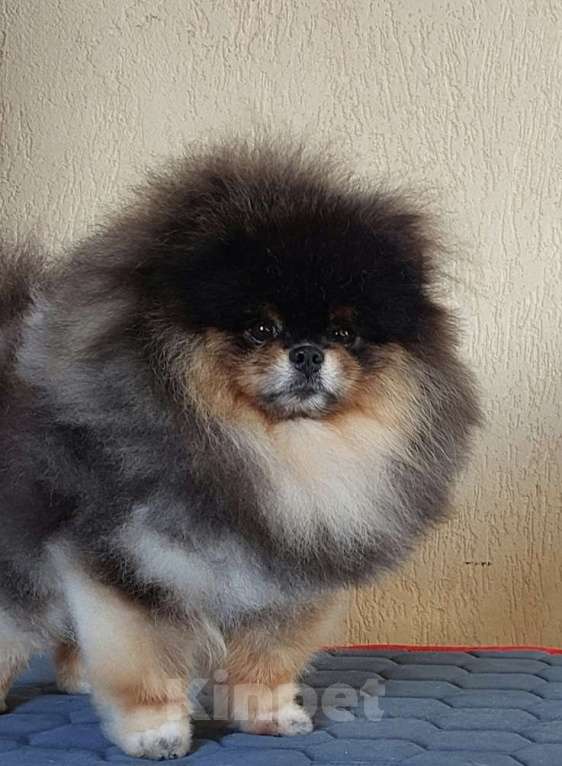 Собаки в Калининграде: Померанский шпиц,щенок Девочка, 30 000 руб. - фото 10
