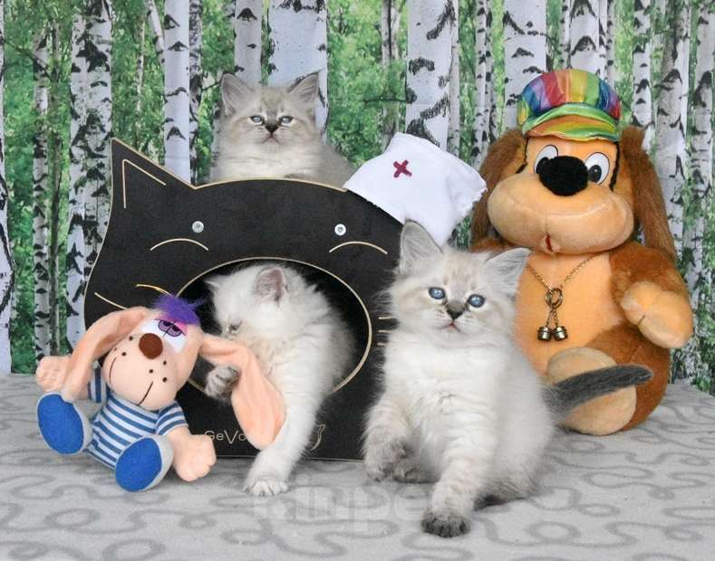 Кошки в Москве: Невские маскарадные котята Мальчик, 45 000 руб. - фото 8