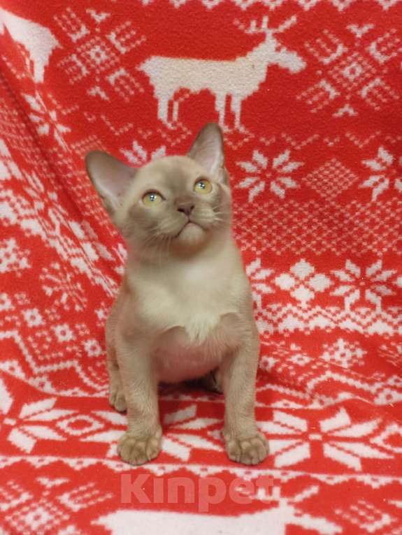 Кошки в Лыткарино: Котята бурма европейская мальчики и девочки Девочка, 40 000 руб. - фото 4