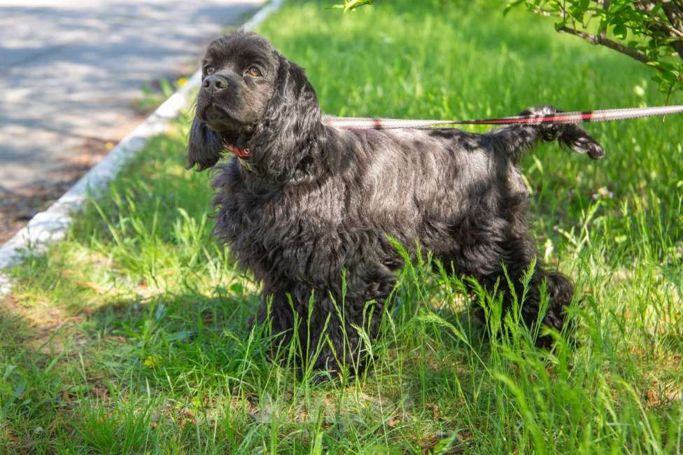 Собаки в Краснодаре: Щенки американского кокер спаниеля Мальчик, 60 000 руб. - фото 6