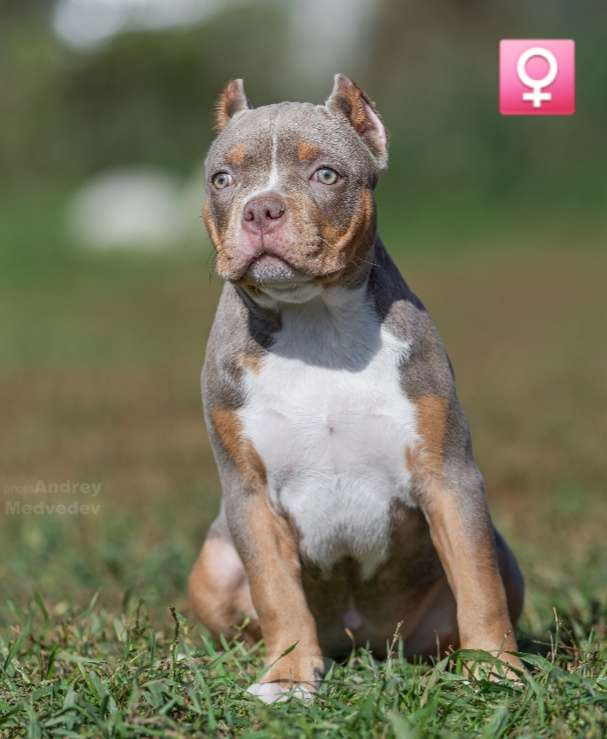 Собаки в Новосибирске: Девочка Американский булли щенок Девочка, Бесплатно - фото 7