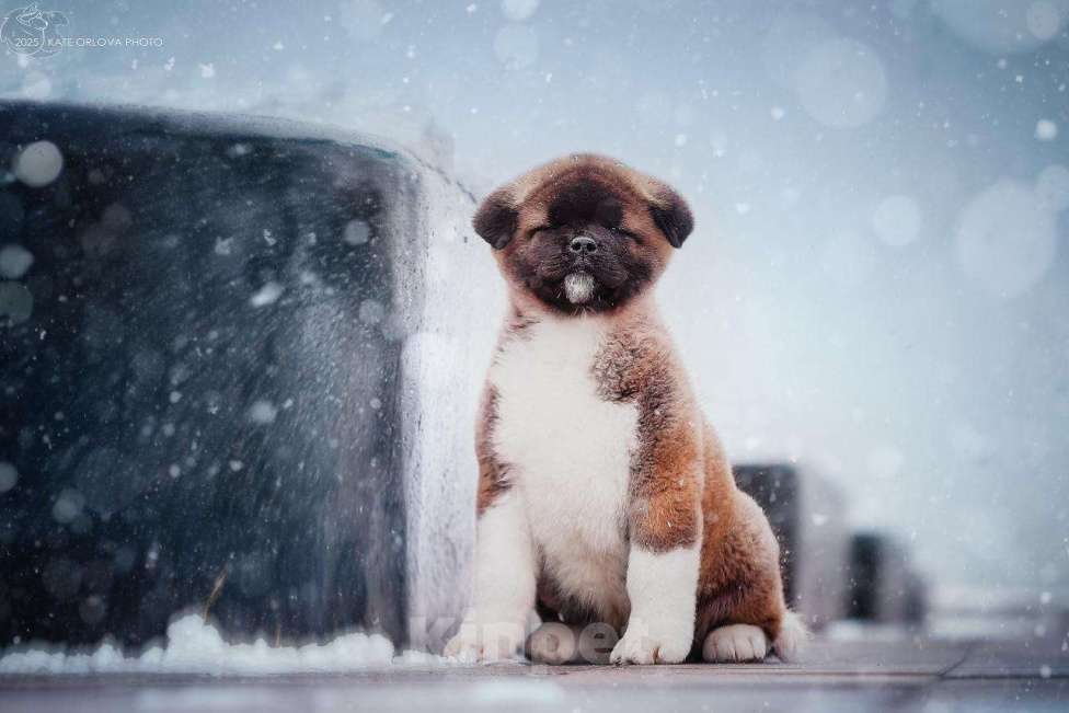 Собаки в Москве: Шикарная девочка Американской Акиты Девочка, Бесплатно - фото 1