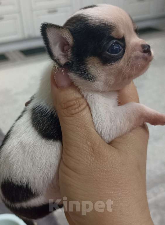 Собаки в Ростове-на-Дону: Мини девочка чихуахуа Девочка, 45 000 руб. - фото 2