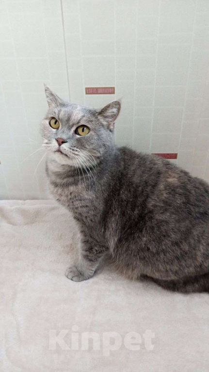 Кошки в Москве: Британка Тосенька ждет своего человека Девочка, Бесплатно - фото 7