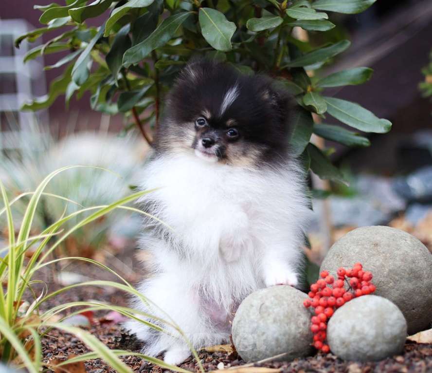 Собаки в Новосибирске: Мальчик триколор Мальчик, Бесплатно - фото 6