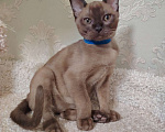 Кошки в Тюмени: Бурма котёнок Мальчик, 45 000 руб. - фото 4