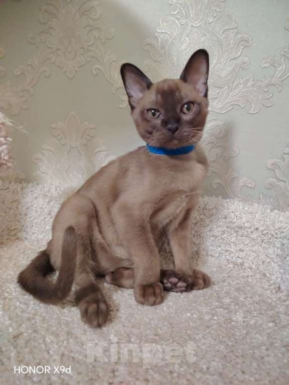 Кошки в Тюмени: Бурма котёнок Мальчик, 45 000 руб. - фото 4
