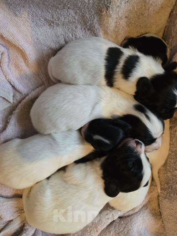 Собаки в других городах Московской области: Щенки на выбор Папильон с родословной  Мальчик, 50 000 руб. - фото 8