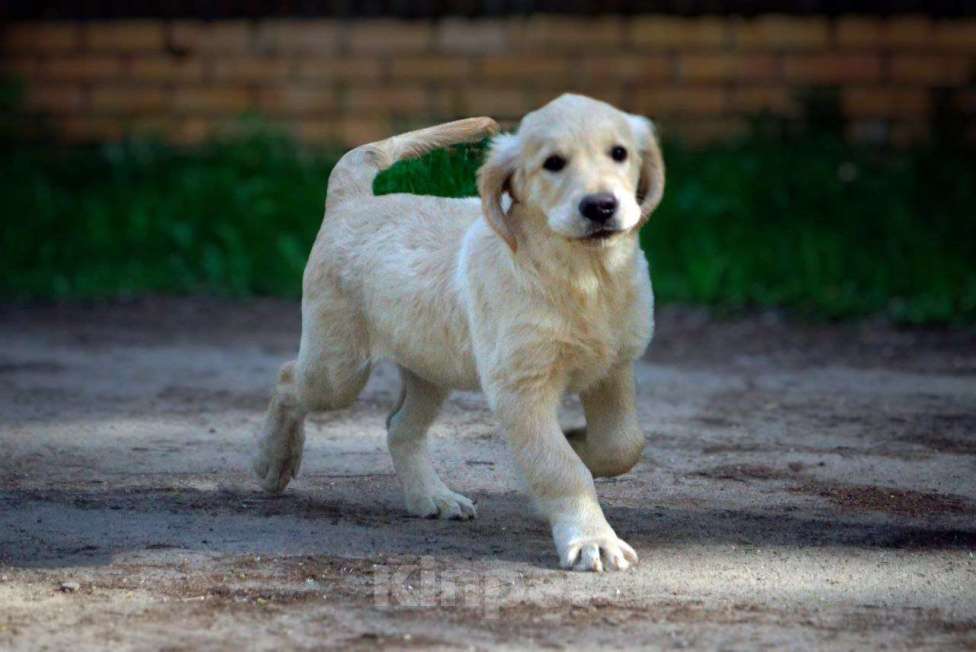 Собаки в Санкт-Петербурге: Щенки золотистого ретривера с документами РКФ, выражены профессионалами, импортные крови!  Девочка, Бесплатно - фото 2