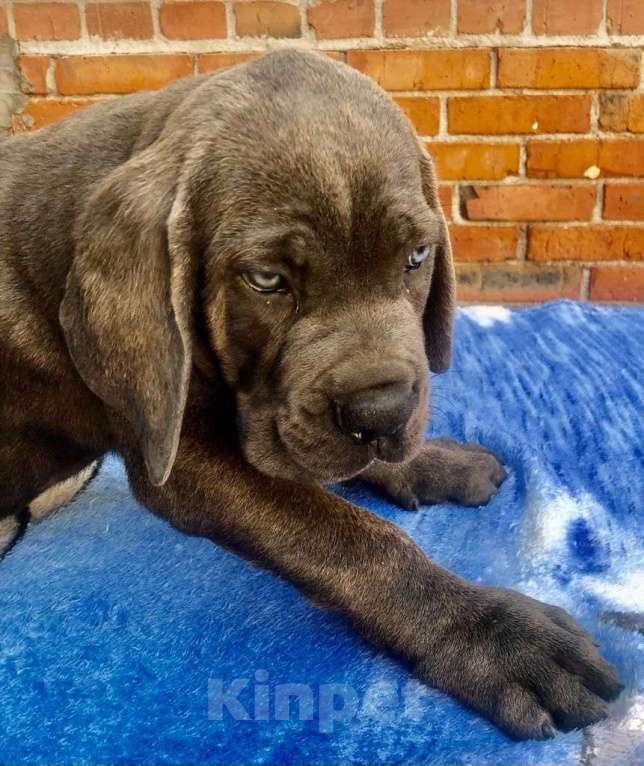 Собаки в Кемерово: Щенки кане корсо Кемерово серые и черные мальчики и девочки с документами РКФ Мальчик, 50 000 руб. - фото 1