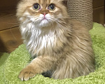Кошки в Москве: Шотландский Хайленд страйт котик Мальчик, 20 000 руб. - фото 3