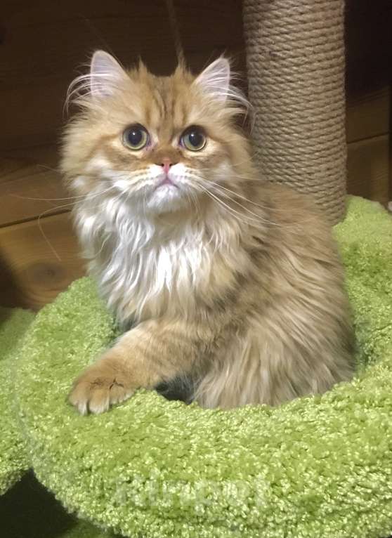 Кошки в Москве: Шотландский Хайленд страйт котик Мальчик, 20 000 руб. - фото 3